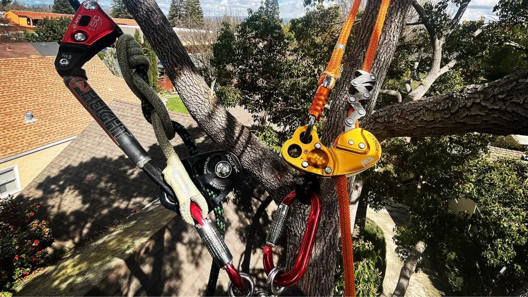 Tree Trimming Services